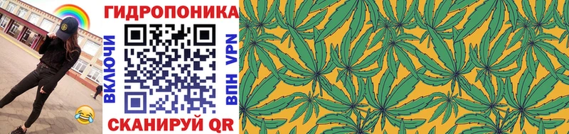 Конопля сатива  Шилка 